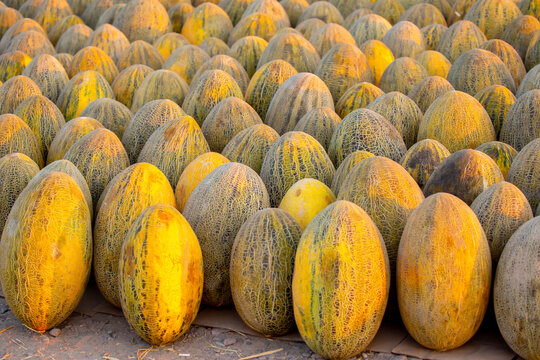 A juicy Asian melon. A harvest of ripe melons lies in a large pile in a field in the sunset light. A close-up of many melons.