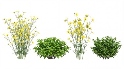 Four different green plants with yellow flowers on white background for decoration and gardening