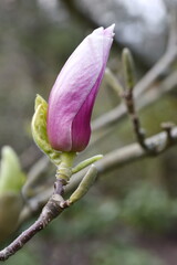 Pink magnolia flowers bud. Spring tree in park or in garden.
