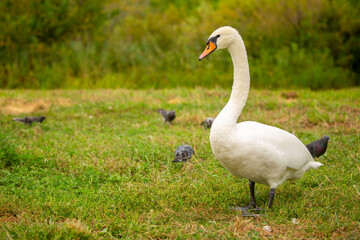 Fototapeta premium A close-up of a swan walking in a meadow. Nesting waterfowl. A flock of swans strolls across the green grass.