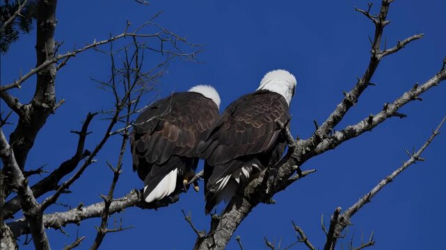 Closeup Pair of Blander Eagle