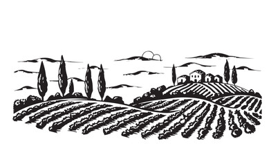 Vineyard landscape, Sketch. Hand drawn illustrations, 