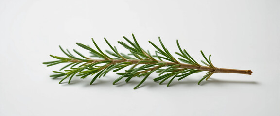 Fresh Green Rosemary Herb Sprig on Minimal White Background