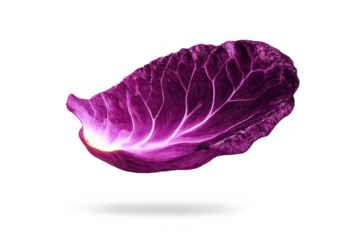 Purple Cabbage Leaf Isolated on a transparent background, artistic view
