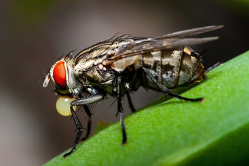 Macro shot of a fly regurgitating digestive juices.