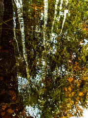 Spring Season. Aerial View. Young Birches Grow Among Small Marsh Bog Swamp. Deciduous Trees With Young Foliage Leaves In Landscape In Early Spring. Sky And Clouds Reflected In Water. High quality