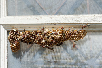 Wasps built a nest on the windowsill of the house.