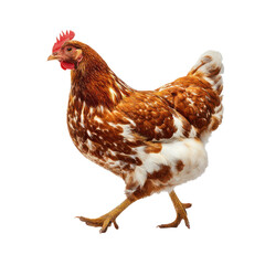 Fototapeta premium A brown and white chicken standing alone