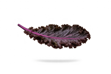 Single kale leaf detail on transparent background. Food and nature.