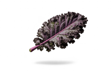 Purple-veined leaf isolated on a transparent background design element.