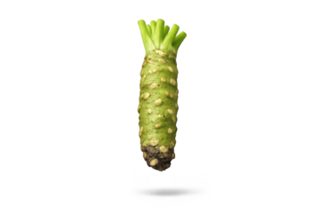 Fresh Wasabi Root on a transparent background for culinary creations