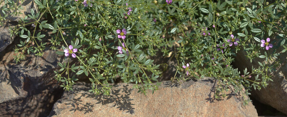 flora of Gran Canaria - flowering Fagonia cretica, Virgin's mantle
