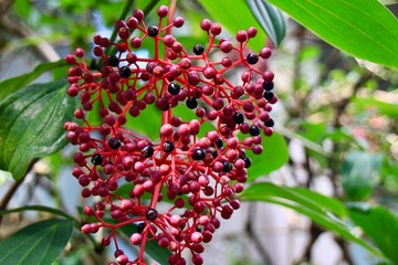 メディニラスペキオサの実