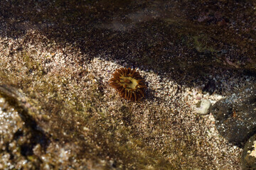 Fauna of Gran Canaria - Anemonia melanaster, Dark Star Anemone, in a rock pool