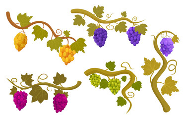 Vine grape. Red purple yellow green grapes bunches on branches with leaves. Wine production, seasonal harvest, agriculture. Natural fresh fruits sapid vector set