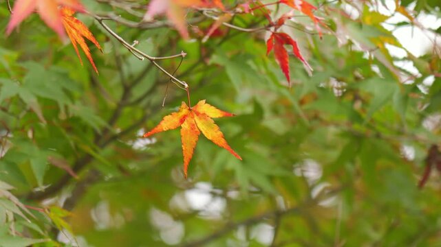 Japanese Maple Leaves Changing Colors in Early Autumn &ndash; Subtle Transition of the Seasons