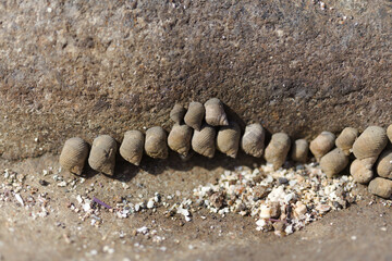 Fauna of Gran Canaria - many small seasnails, Littorina striata, striped winkles, on a volcanic rock, EL Confital beach
