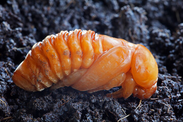 Last instar larva of Oryctes rhinoceros or  Coconut Rhinoceros Beetle.