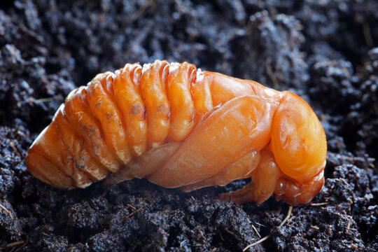 Last instar larva of Oryctes rhinoceros or  Coconut Rhinoceros Beetle.