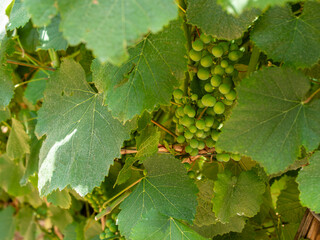 A wonderful view of a vineyard on a sunny day