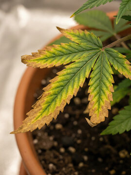 Cannabis plant leaf showing signs of nutrient deficiency and browning edges