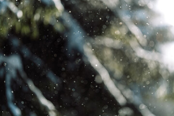 Snowfall through spruce branches with soft bokeh background. High quality photo