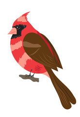Red cardinal bird. (image isolated). vector design. Cute bird vector. Illustration for  postcard, banner, poster.
