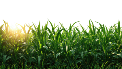 Lush, verdant row of tall, green stalks, illuminated by the sun's golden rays