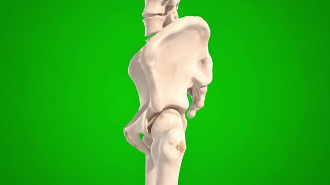 Close-up of a human knee joint skeleton model against a green background