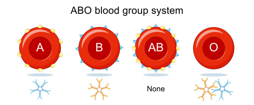 ABO blood group types. Erythrocytes, antigens present on red blood cells, and IgM antibodies in the serum