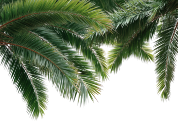 Close-up view of palm fronds, displaying their intricate textures and the interplay of light and shadow