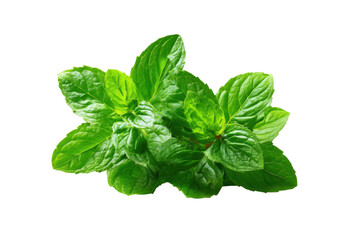 A vibrant bunch of fresh mint leaves isolated on a black background