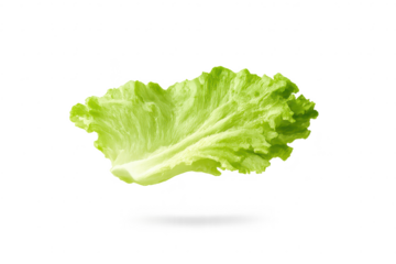 Crisp lettuce leaf detail isolated on transparent background close up.
