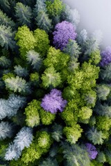 aerial view of green and purple trees in the forest, during the spring season