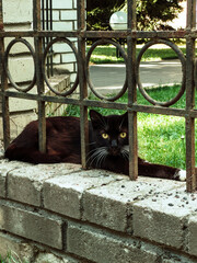 Black cat sitting behind decorative black metal fence against green foliage background, pets and garden scene. High quality photo