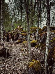 Sunlight filters through a tranquil pine and birch forest. Karelia, Russia, Summer. High quality photo