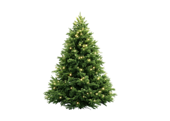 Digitally isolated evergreen conifer with festive string lights, perfect for holiday concepts