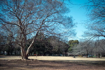 大きな木と芝生
