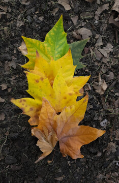 yellow autumn leaves lifecycle