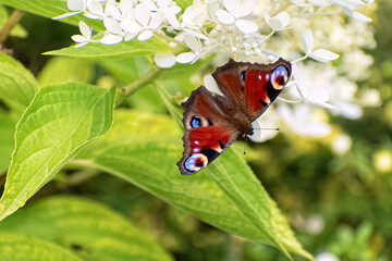 Peacock butterfly (Aglais io) sits on blooming hydrangea flower (Hydrangea paniculata).