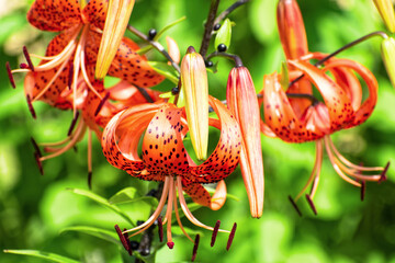 Bright red flowers of tiger lily (Lilium lancifolium) against green background on sunny summer day.