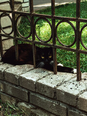 A black, green eyed alley cat, peeping from behind a stone wall. High quality photo