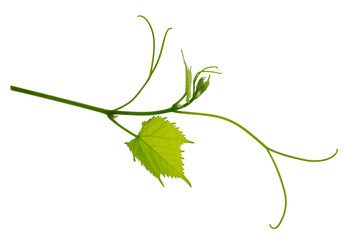 Fresh Green grape vine branch leaves. Greenery. Vine branch, on transparent, png.Fresh grape vine branches with leaves.