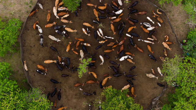 Aerial view of cattle gathered closely within a natural enclosure, a stark contrast to the surrounding verdant foliage, Ponta do Ouro, Maputo Province, Mozambique.