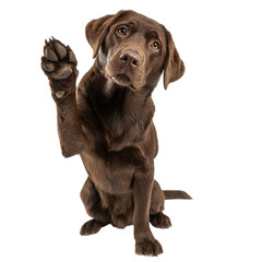 Obraz premium A chocolate lab dog sitting and raising its paw