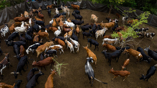 Aerial view of a vibrant herd of goats and cows, a mixture of browns, blacks, and whites, clustered in an enclosure surrounded by the deep green foliage, Ponta do Ouro, Maputo Province, Mozambique.