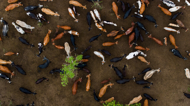 Aerial view of cattle gathered around sparse green vegetation on a vast brown landscape, Ponta do Ouro, Maputo Province, Mozambique.