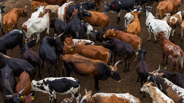 Aerial view of cattle huddle together, their varied hides a tapestry of browns, blacks, whites, and tans, creating a rich mosaic of rural life, Ponta do Ouro, Maputo Province, Mozambique.