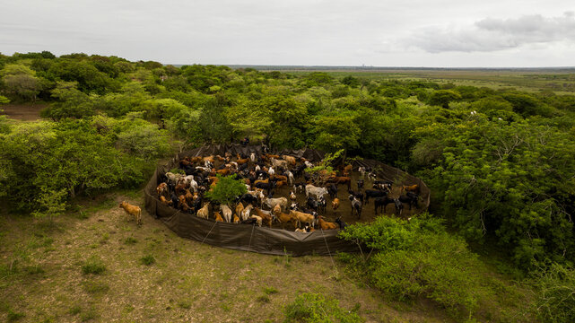 Aerial view of cattle huddled together in an enclosure, surrounded by dense green vegetation, Ponta do Ouro, Maputo Province, Mozambique.