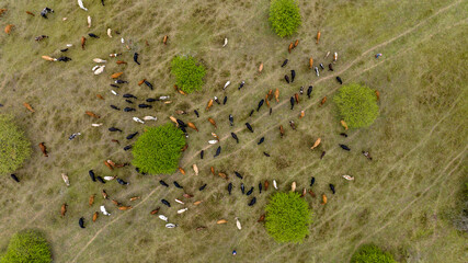 Aerial view of cattle scattered across the grassy terrain, dotted with round green bushes creating a textured mosaic of natural colors, Ponta do Ouro, Maputo Province, Mozambique.